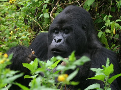 Bwindi Impenetrable National Park