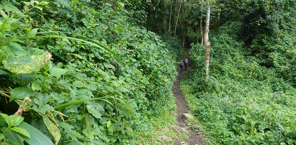 one day rwenzori trek-1 day Rwenzori trekking