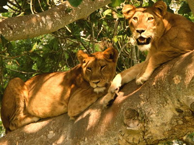 Wildlife Watching Tour in Queen Elizabeth