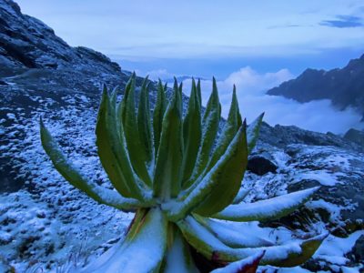 Climb Rwenzori Mountains