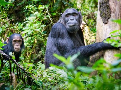 Chimpanzee tracking