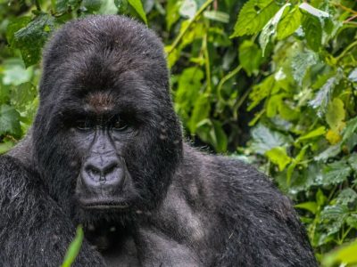 Mountain gorillas