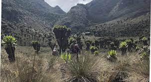 Vegetation- Nature walk in Rwenzori mountains