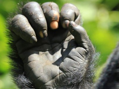 Gorilla Trekking in Uganda