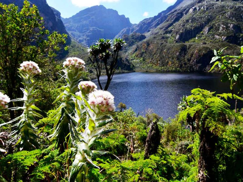 Rwenzori Climbing