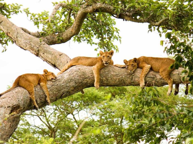 Queen Elizabeth National Park
