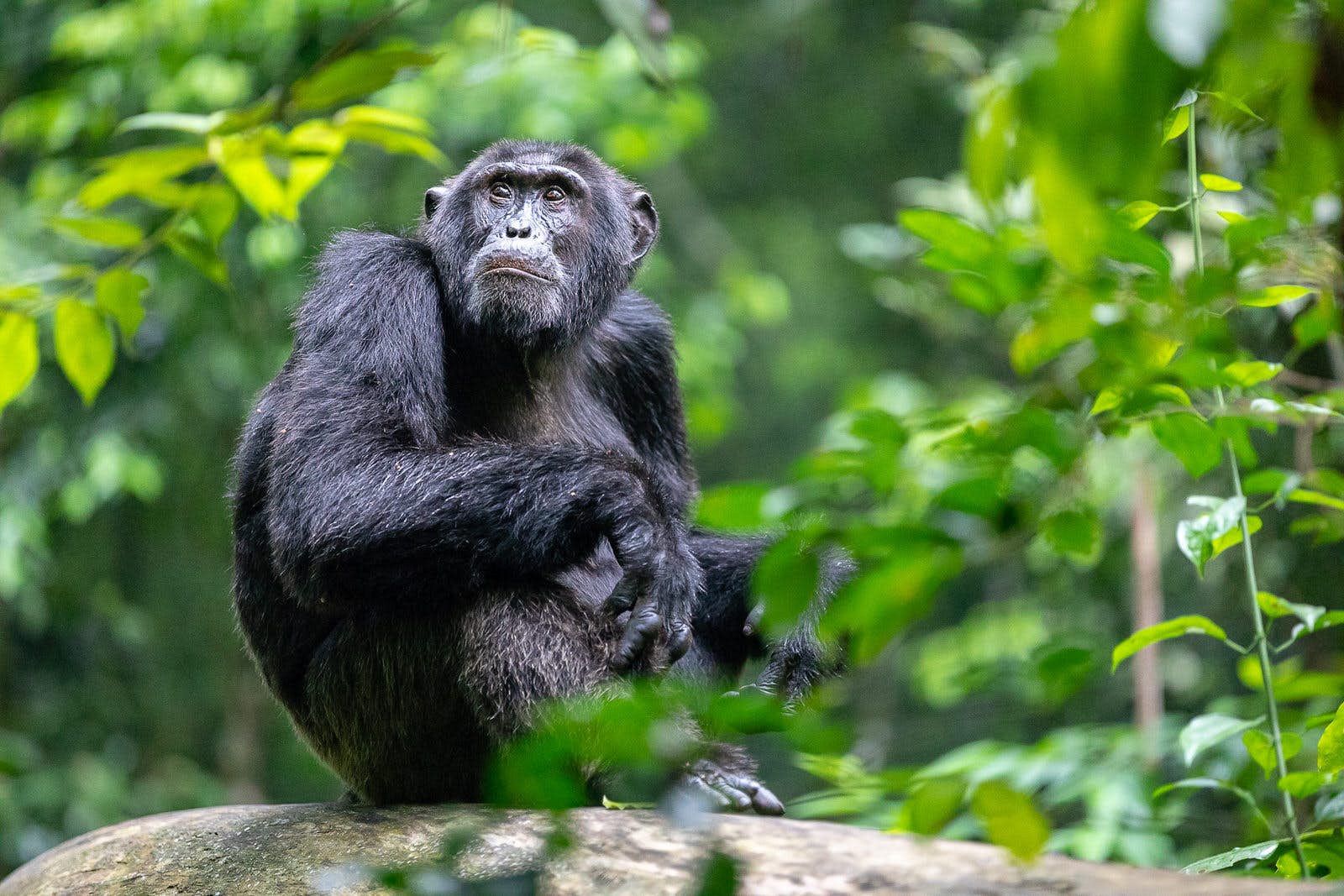Chimpanzee Tracking Safari