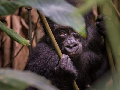 Congo Gorilla Trekking