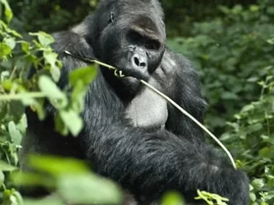 Eastern Lowland Gorillas