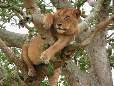 Tree Climbing lions in Queen Elizabeth National Park