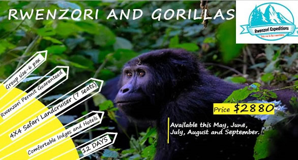 Rwenzori & Gorillas group tour