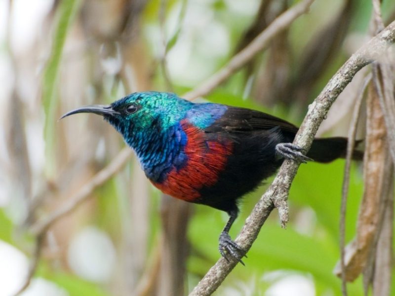 birds in Mount Elgon