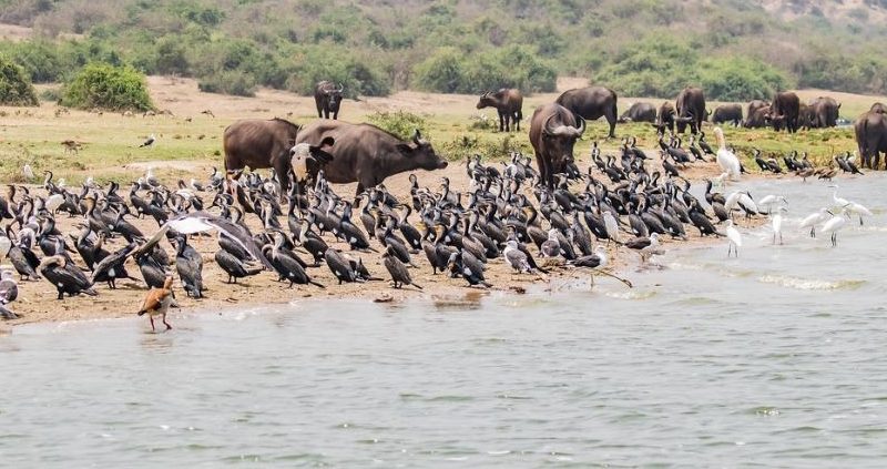 Boat Cruise on Kazinga Channel