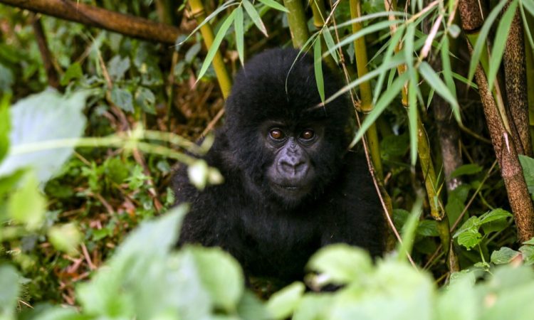 trek mt kenya