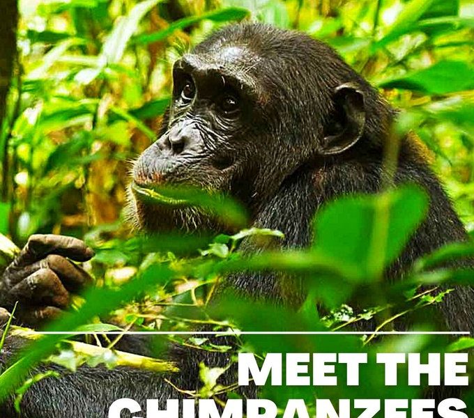 Chimpanzee watching in Kibale