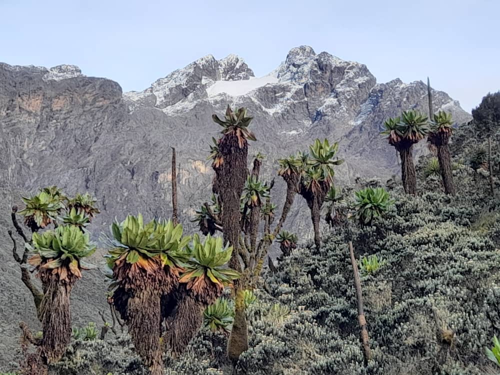 Rwenzori Vegetation