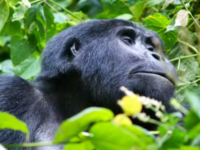 Uganda Gorilla Trekking