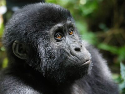 Gorilla Trekking Uganda