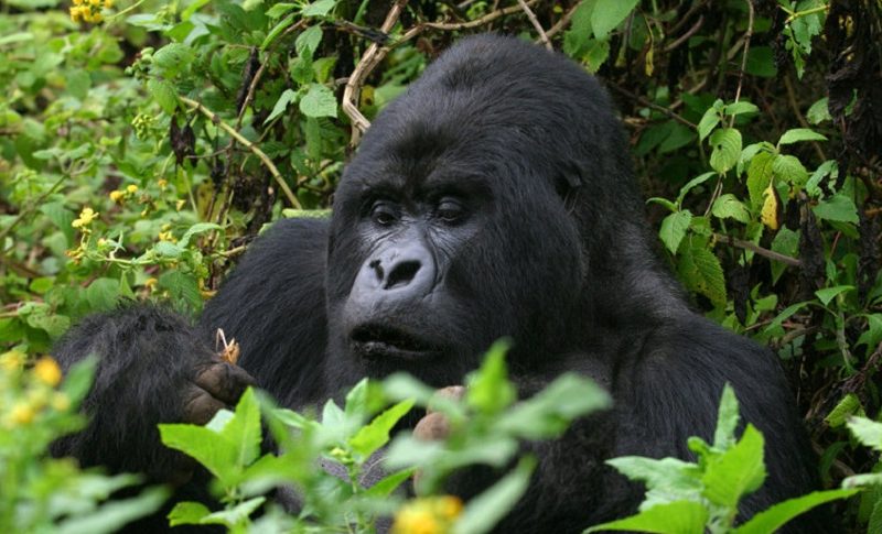 Gorilla Trekking Bwindi